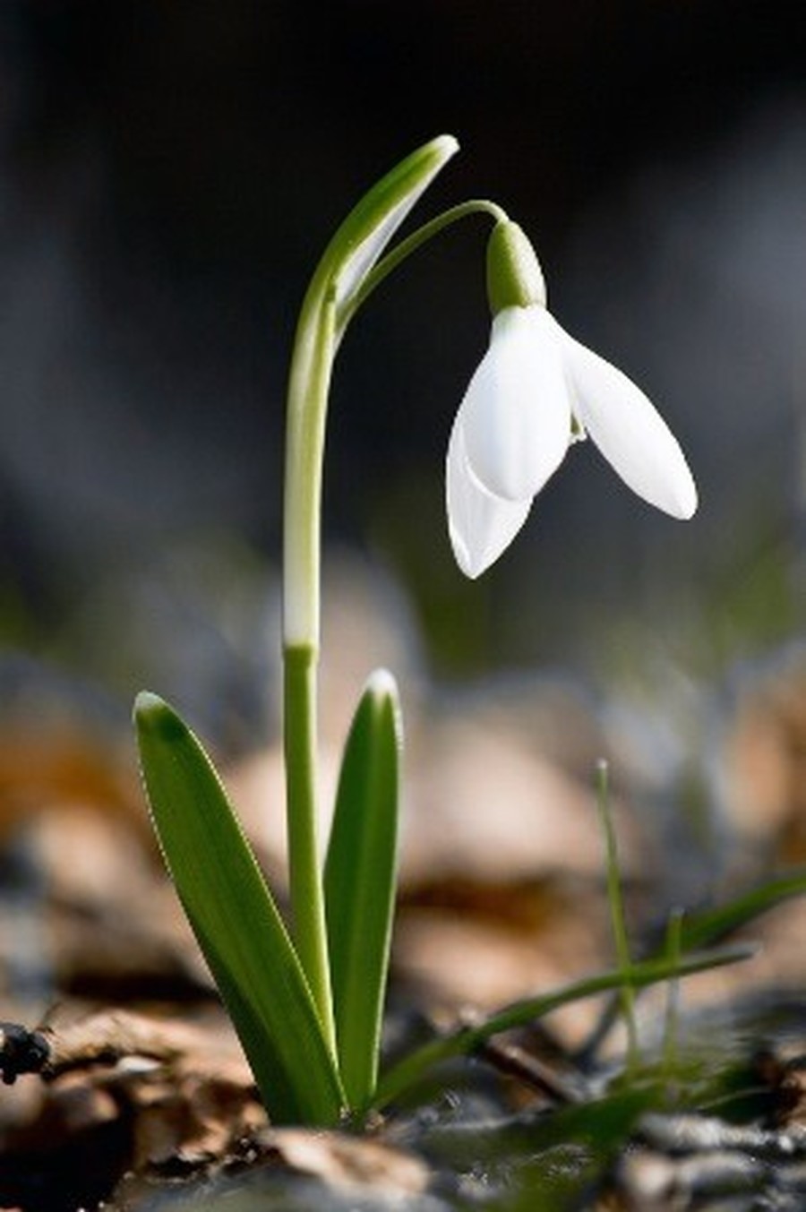 Snowdrop